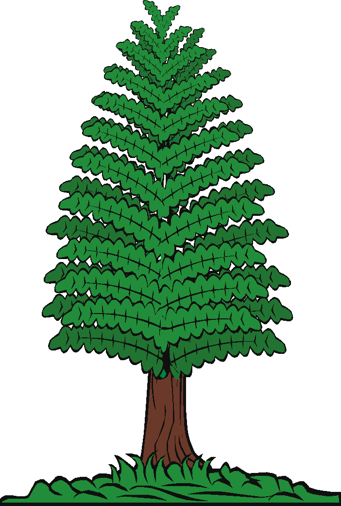 Pine tree