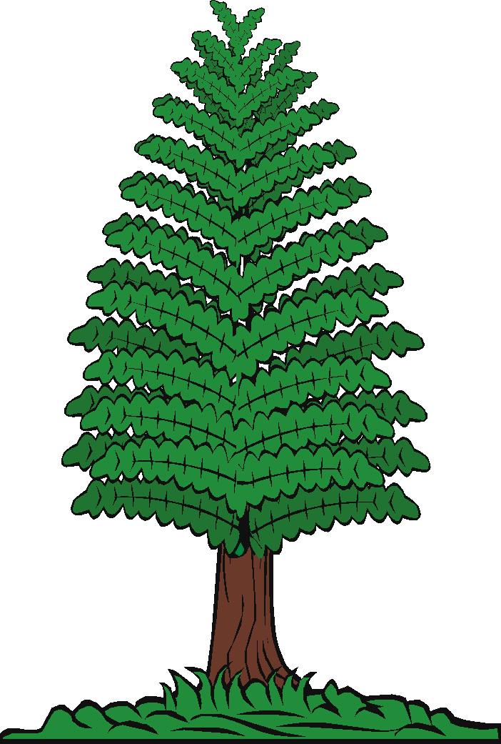 large pine
