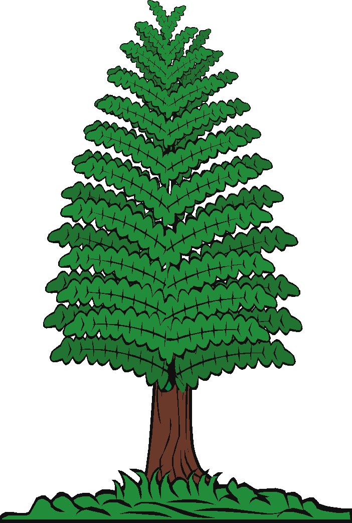 pine tree