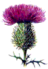 thistle2