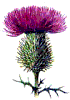 thistle